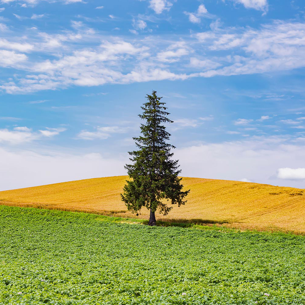 일본 북해도 삿포로 출발 비에이 버스 투어 그리고 무료 사진 촬영