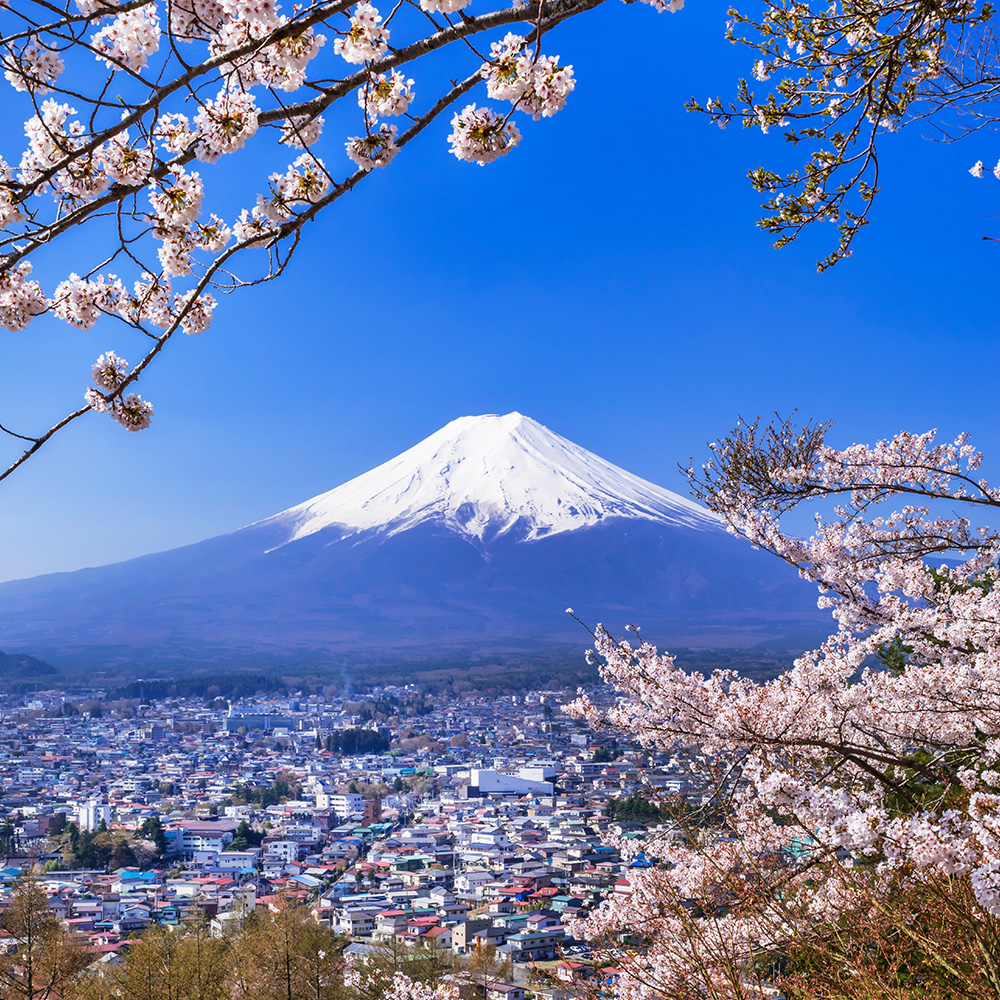 [한국인 여행 안내원] 후지산 사진명소 버스 투어 센겐공원·히카와 시계점·오시노핫카이