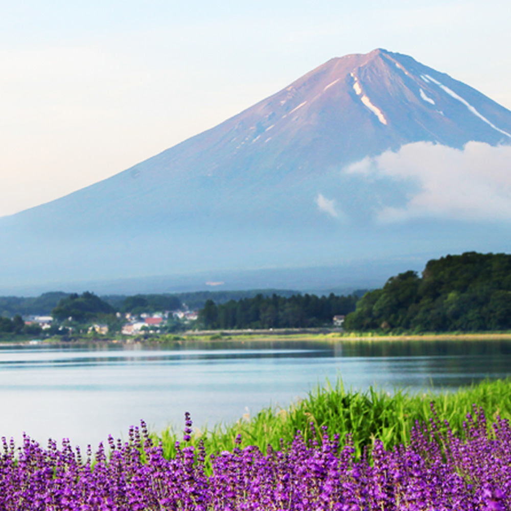 [한국인 여행 안내원] 후지산 사진명소 버스 투어 센겐공원·히카와 시계점·오시노핫카이